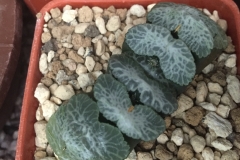 Haworthia truncata