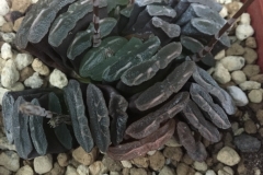 Haworthia truncata