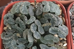 Haworthia truncata