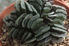 Haworthia truncata