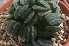 Haworthia truncata