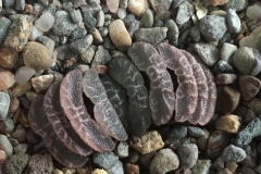 Haworthia truncata