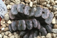 Haworthia truncata