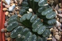 Haworthia truncata