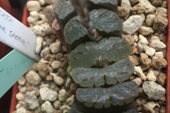 Haworthia truncata