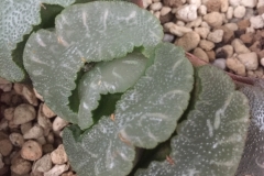 Haworthia truncata