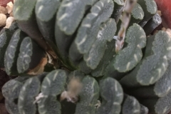 Haworthia truncata