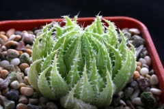 Haworthia herbacea Ham3326