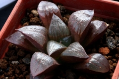 Haworthia 'Anna Cocozza' x 'Ruby Star' Ham2849 My own hybrid