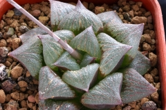 Haworthia 'Anna Cocozza' x 'Ruby Star' Ham2854 My own hybrid