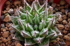 Haworthia 'Anna Cocozza' x arachnoidea v.scabrispina (gigas) Ham3274 My own hybrid