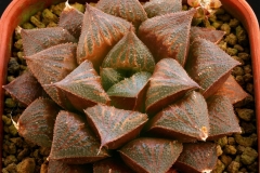 Haworthia 'Chocolate' x 'Ruby Star' Ham2576 (another clone) My own hybrid; In summer conditions