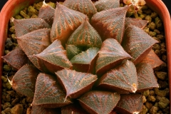 Haworthia 'Chocolate' x 'Ruby Star' Ham2576 (another clone) My own hybrid; In summer conditions