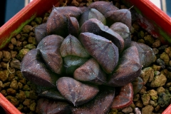 Haworthia 'Chocolate' x 'Ruby Star' Ham2576, my hybrid