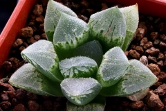 Haworthia 'Golden Drum' x Yumedono Ham3260 My own hybrid. 'Golden Drum' is a variegated truncata hybrid.