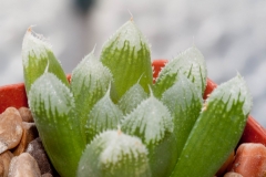 Haworthia Green Gem ex Kobayashi