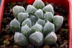 Haworthia 'Green Gem' x cooperi v.venusta Ham3259 My hybrid made in 2001. This is the best clone of the cross.