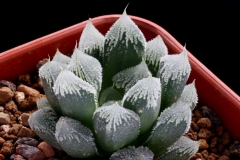 Haworthia 'Hakuteijoh' Ham1794 ex Japan