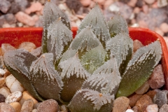 Haworthia Hakuteijoh ex Kobayashi