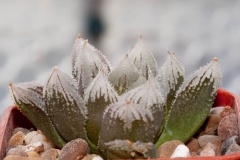 Haworthia Hakuteijoh ex Kobayashi (2)