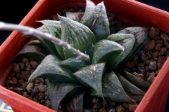 Haworthia Hybrid Ham2206 (summer) My own hybrid