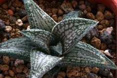 Haworthia 'Kintaikyo' Ham 1825 Haworthia venosa x koelmaniorum