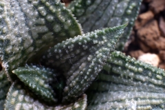 Haworthia 'Kintaikyo' ex Japan Close-up; acquired last November