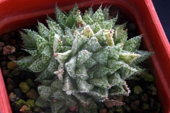 Haworthia 'Michael Cocozza' (Best Clone) Ham515 Maybe the best clone in terms of the markings and texture.