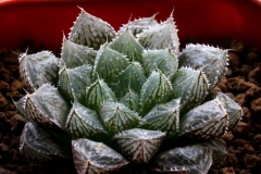 Haworthia 'Mirror Ball' ex Andy Young ex S.Hammer ex Nishi