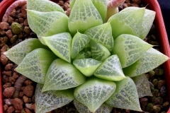 Haworthia 'Moe' (retusa x turgida v.pallidifolia) Ham3392 ex Japan