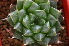 Haworthia 'Ollansonii' Hybrid Ham3268 My own hybrid