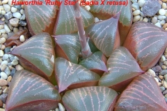 Haworthia 'Ruby Star' Ham14742658 viewsAcquired from Mr.Kobayashi more than ten year ago. Rotted when received. This plant was grown from one of the unrotted leaves!