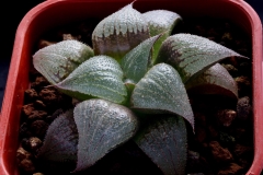 Haworthia 'Ruby Star' Hybrid My own hybrid