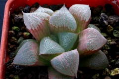 Haworthia 'Ruby Star' Hybrid (possibly x 'Anna Cocozza') My own hybrid