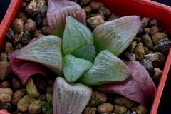 Haworthia 'Ruby Star' x retusa Ham2226 My own hybrid. It should be redder in better light!