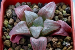 Haworthia 'Ruby Star' x retusa Ham2226 My own hybrid