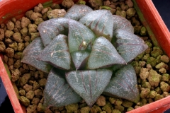 Haworthia 'Ruby Star' x retusa Ham2226 my hybrid, another clone