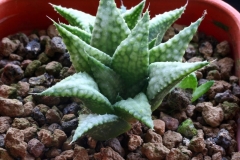 Haworthia 'Wonder Park' (emelyae x parksiana) ex South Africa Nursery Should be pale red in good light