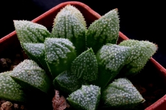 Haworthia Yumedono Ham3192 ex Japan