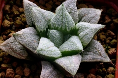 Haworthia Yumedono x cv.(Ham1534) Ham2590 My own hybrid