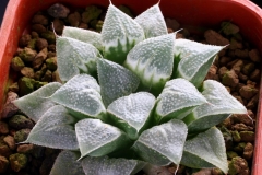 Haworthia Yumedono x cv.(Ham1534) Ham2590B My own hybrid (Another clone)