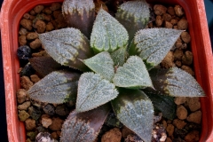 Haworthia Yumedono x emelyae v.major Ham Ham1748 my hybrid This photo shows the plant growing in summer.