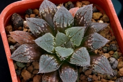 Haworthia Yumedono x emelyae v.major Ham1753 my hybrid This photo shows the plant growing in summer.