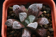 Haworthia Yumedono x emelyae v.major Ham3242 my hybrid, best clone