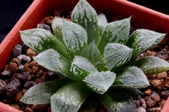 Haworthia Yumedono x emelyae v.major My own hybrid Ham