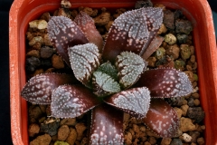 Haworthia Yumedono x emelyae v.major my hybrid, best clone This photo shows the plant growing in summer conditions.