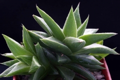 Haworthia angustifolia v.baylissii Natural Hybrid [Farm Oudekraal] CG102 ex Cok