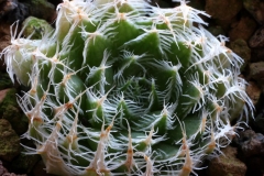 Haworthia arachnoidea v.scabrispina x 'Green Gem' Ham2989 My own hybrid made in 2003