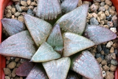 Haworthia bayeri x (emelyae v.comptoniana x springbokvlakensis) Ham2571 My own hybrid
