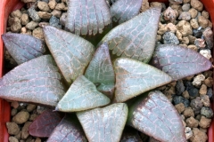 Haworthia bayeri x (emelyae v.comptoniana x springbokvlakensis) Ham2571 My own hybrid